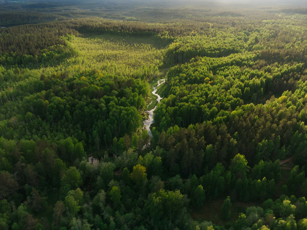 Bring Nature Home With Runo