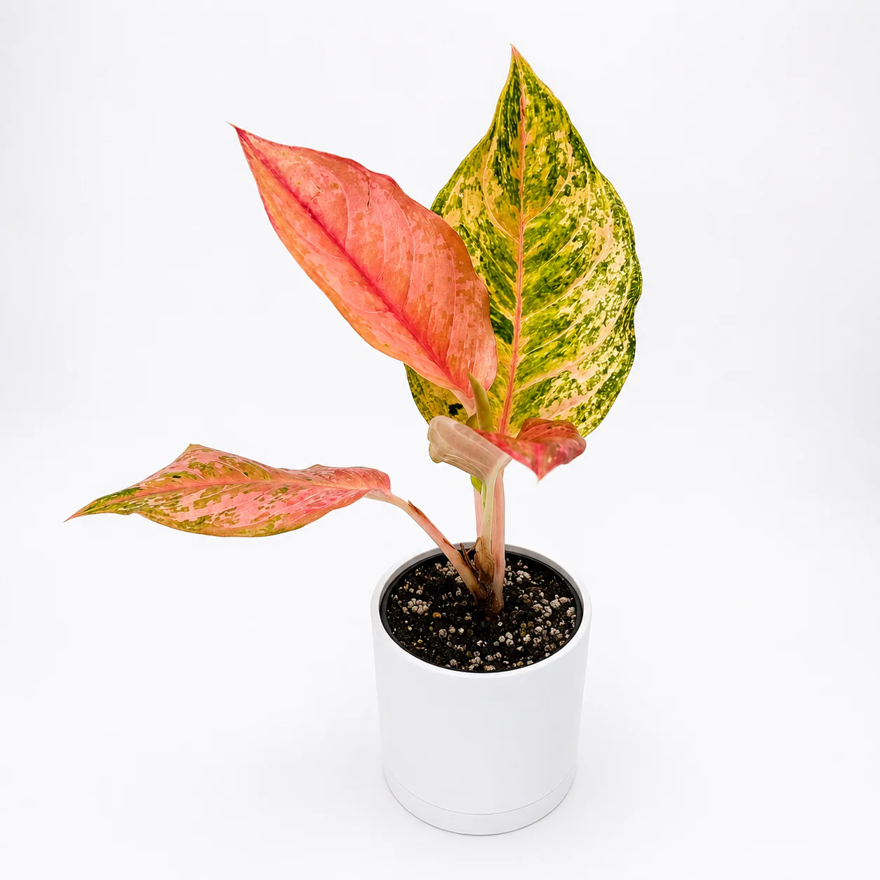 Rare & Collectors' Plants