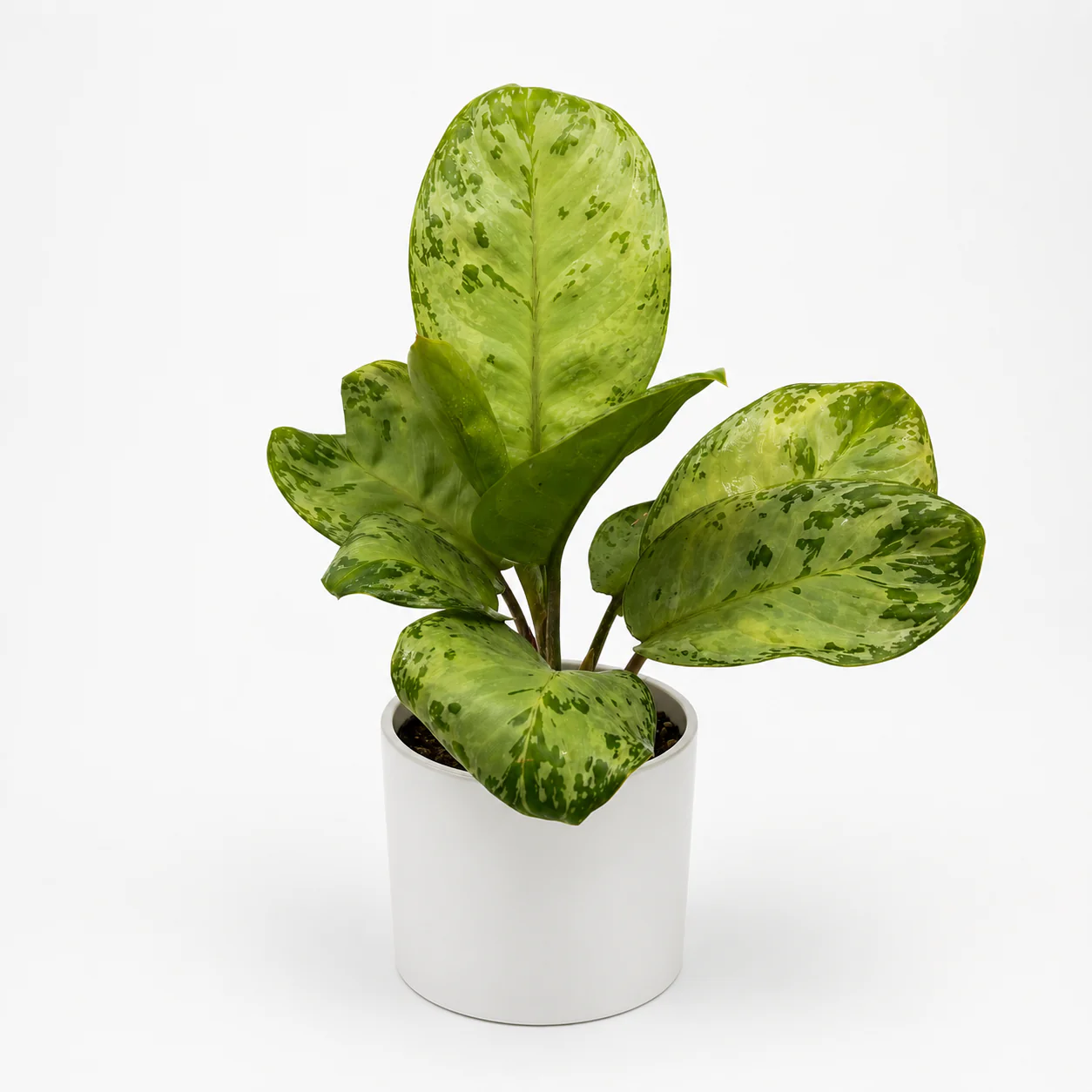 Tropical Indoor Plants