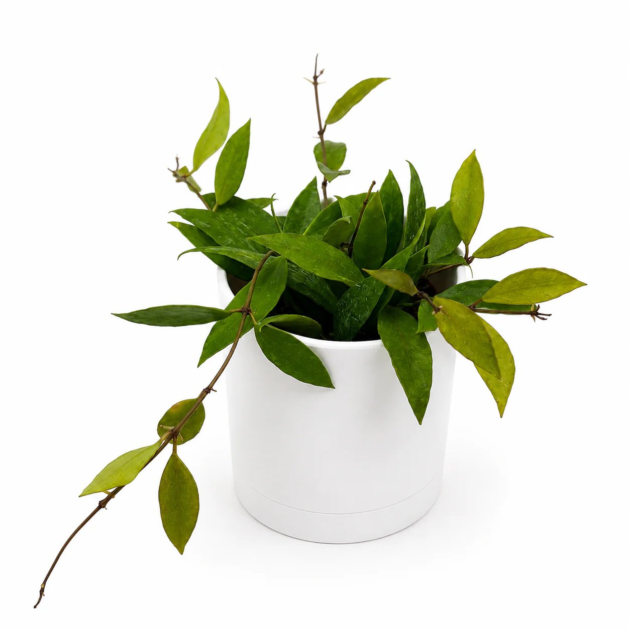 Hoya